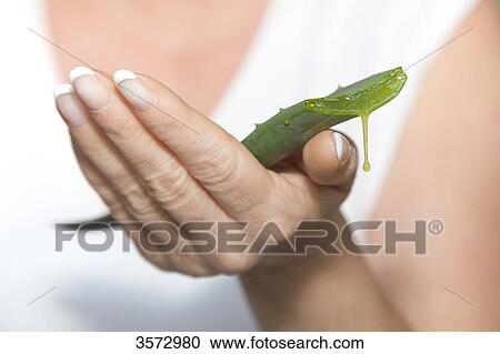 Aloe Vera leaf in woman's hand, close-up View Large Photo Image Stock Image - Aloe Vera leaf in woman's hand, close-up . Fotosearch