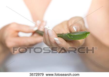 Stock Photo - Aloe Vera leaf in woman's hand, close-up . Fotosearch