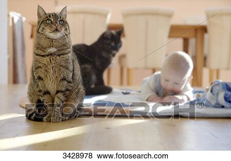 Baby lying on a blanket on the floor, two cats sitting next to it, surface level View Large Photo Image Stock Photo - Baby lying on a blanket on the floor, two cats sitting next to it, surface level . Fotosearch