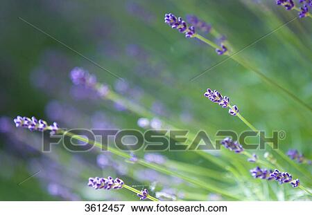 Stock Photo - Blooming lavender, close-up . Fotosearch