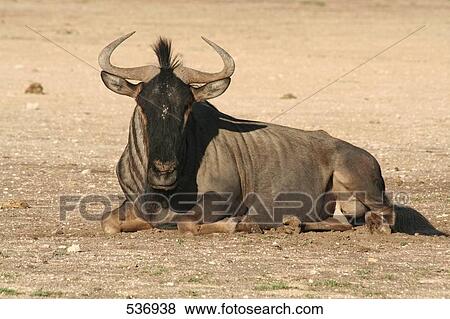 Blue wildebeest (Connochaetes taurinus) resting in forest View Large Photo Image Stock Photo - Blue wildebeest (Connochaetes taurinus) resting in forest . Fotosearch
