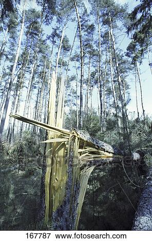 Broken tree in forest View Large Photo Image Stock Photo - Broken tree in forest . Fotosearch