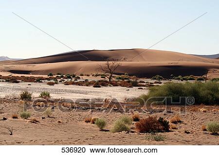 Bushes and tree on dry river bed, Sossusulei, Namibia View Large Photo Image Stock Image - Bushes and tree on dry river bed, Sossusulei, Namibia . Fotosearch