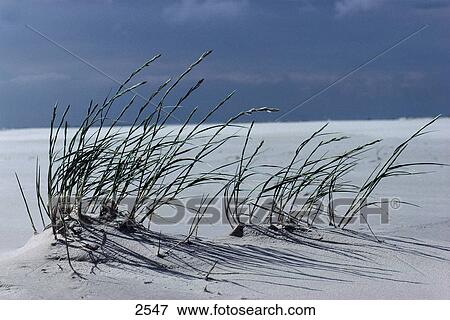 Bushy Wheat Grass (agropyron junceum) growing in sand dunes, Amrum island, Schleswig-Holstein, Germany View Large Photo Image Stock Photo - Bushy Wheat Grass (agropyron junceum) growing in sand dunes, Amrum island, Schleswig-Holstein, Germany . Fotosearch