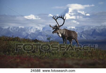 Stock Photo - Caribou (Rangifer tarandus) reindeer standing in field, Mt McKinley, Denali national park, Alaska, USA . Fotosearch