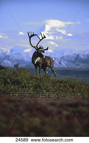 Stock Photo - Caribou (Rangifer tarandus) reindeer standing in field, Mt McKinley, Denali national park, Alaska, USA . Fotosearch