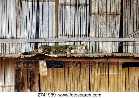 Cat sleeping on roof of shack, Thailand View Large Photo Image Stock Photo - Cat sleeping on roof of shack, Thailand . Fotosearch