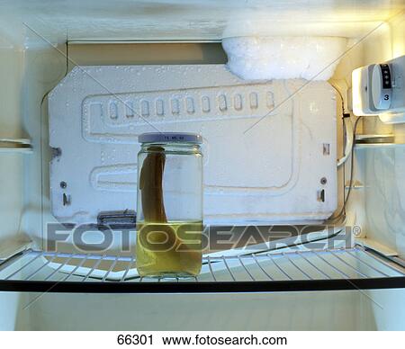 Stock Image - Close-up of a pickle in a jar in the refrigerator . Fotosearch