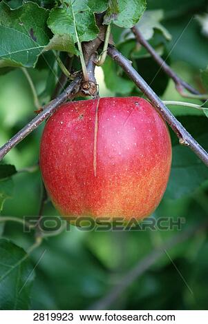 Close-up of apple growing on tree View Large Photo Image Stock Image - Close-up of apple growing on tree . Fotosearch