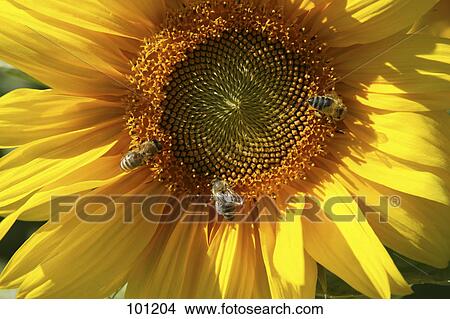 Picture - Close-up of bees pollinating on Sunflower (Helianthus annuus) . Fotosearch