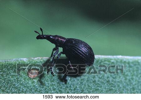 Close-up of beetle on leaf, Germany View Large Photo Image Stock Image - Close-up of beetle on leaf, Germany . Fotosearch