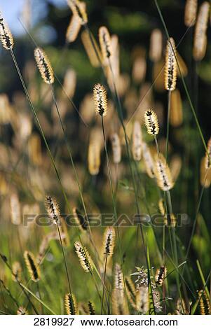 Close-up of blades of grass View Large Photo Image Stock Photo - Close-up of blades of grass . Fotosearch