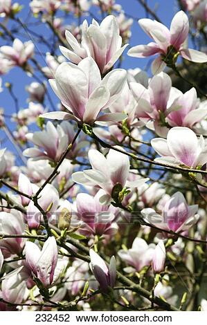 Close-up of blooming flowers of Magnolia View Large Photo Image Stock Image - Close-up of blooming flowers of Magnolia . Fotosearch