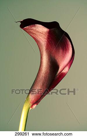 Stock Image - Close-up of Calla Lilies . Fotosearch