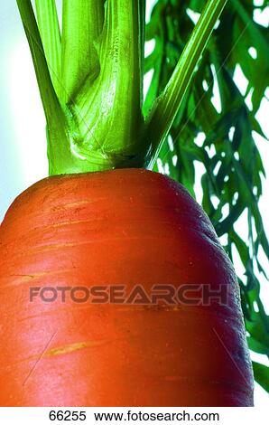 Close-up of carrot View Large Photo Image Stock Photography - Close-up of carrot . Fotosearch
