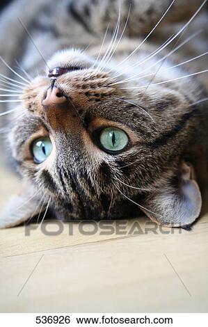 Close-up of cat lying on wooden floor View Large Photo Image Stock Photograph - Close-up of cat lying on wooden floor . Fotosearch