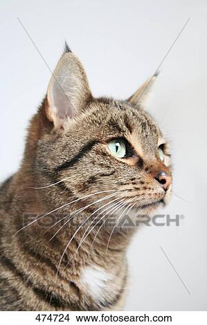 Close-up of cat View Large Photo Image Picture - Close-up of cat . Fotosearch
