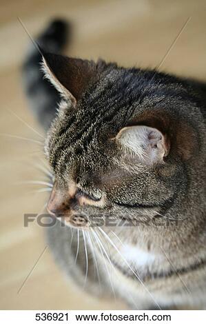Close-up of cat View Large Photo Image Stock Image - Close-up of cat . Fotosearch