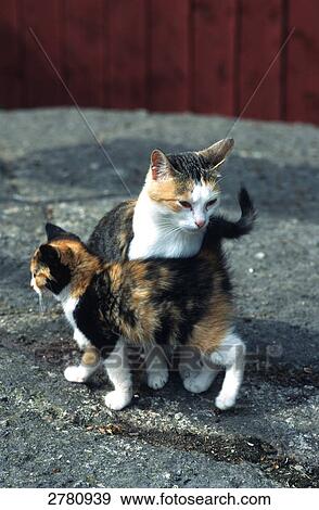 Close-up of cat with its kitten View Large Photo Image Stock Photo - Close-up of cat with its kitten . Fotosearch