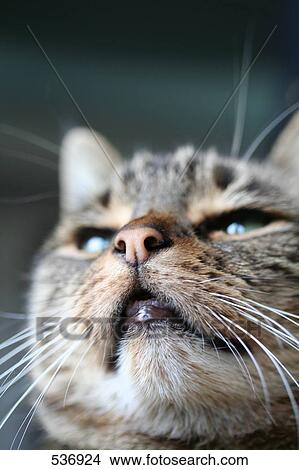 Close-up of cat's face View Large Photo Image Picture - Close-up of cat's face . Fotosearch
