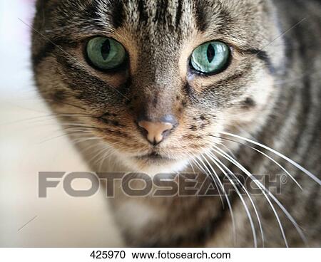 Close-up of cat's face View Large Photo Image Stock Image - Close-up of cat's face . Fotosearch