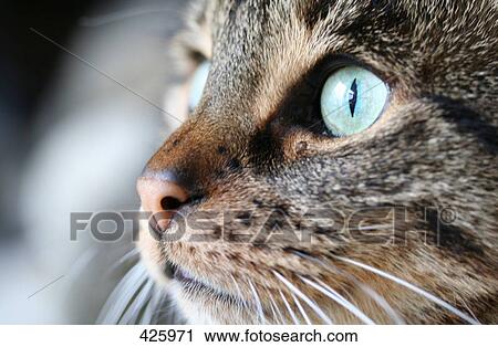 Close-up of cat's face View Large Photo Image Stock Image - Close-up of cat's face . Fotosearch