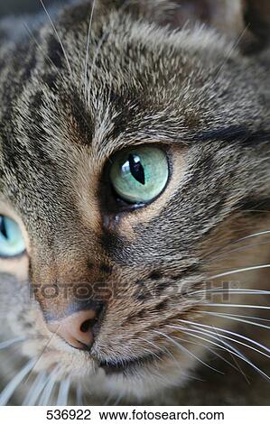 Close-up of cat's face View Large Photo Image Stock Image - Close-up of cat's face . Fotosearch