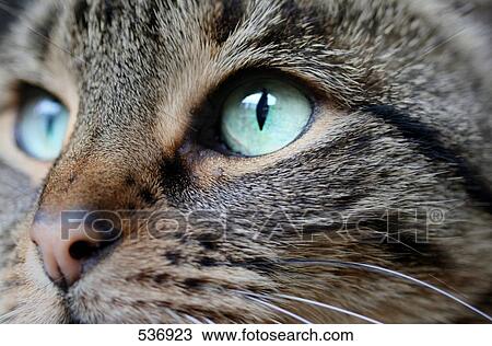 Close-up of cat's face View Large Photo Image Stock Image - Close-up of cat's face . Fotosearch