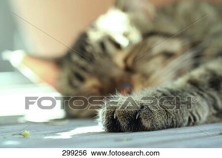 Stock Photograph - Close-up of cat's paw . Fotosearch