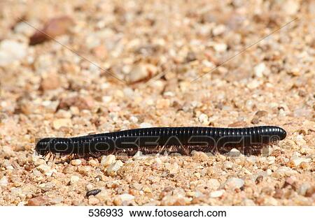 Stock Image - Close-up of Centipede crawling on soil . Fotosearch