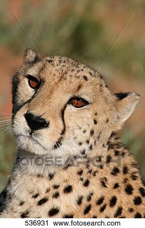 Close-up of Cheetah (Acinonyx Jubatus), Namibia View Large Photo Image Stock Image - Close-up of Cheetah (Acinonyx Jubatus), Namibia . Fotosearch