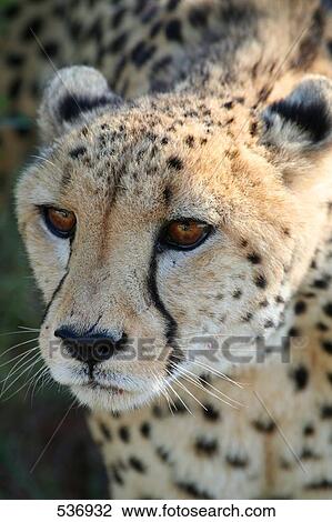 Close-up of Cheetah (Acinonyx Jubatus), Namibia View Large Photo Image Stock Image - Close-up of Cheetah (Acinonyx Jubatus), Namibia . Fotosearch