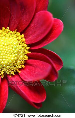 Close-up of Chrysanthemum flower View Large Photo Image Stock Image - Close-up of Chrysanthemum flower . Fotosearch