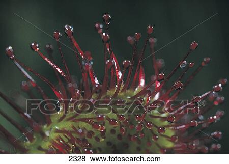 Stock Photo - Close-up of Common Sundew (Drosera rotundifolia) plant, Amrum Island, Germany . Fotosearch