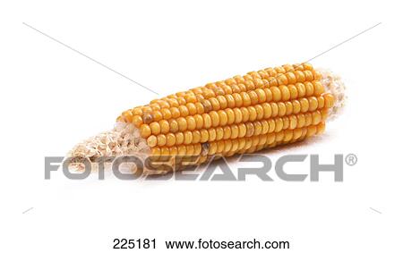 Close-up of corn in cob View Large Photo Image Stock Image - Close-up of corn in cob . Fotosearch