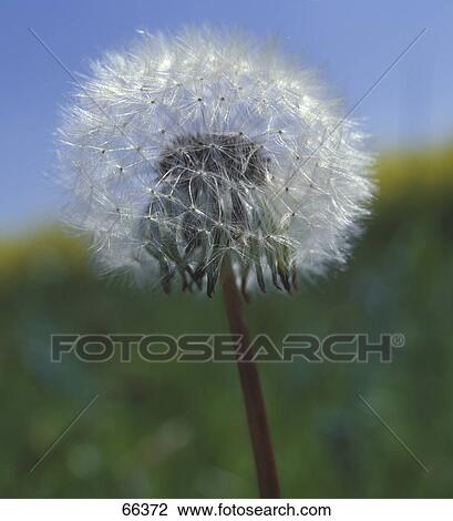 Close-up of dandelion (Taraxacum Officinale) flower View Large Photo Image Stock Image - Close-up of dandelion (Taraxacum Officinale) flower . Fotosearch