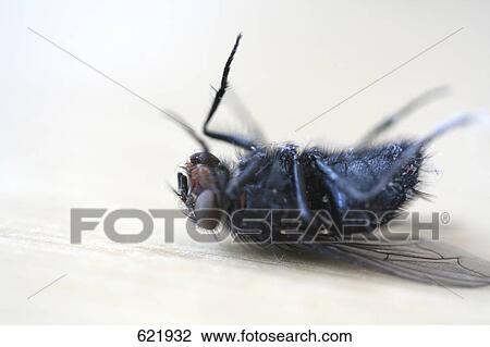 Stock Image - Close-up of dead house fly . Fotosearch