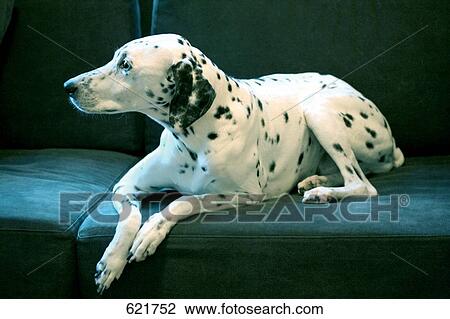 Stock Image - Close-up of dog resting on couch . Fotosearch
