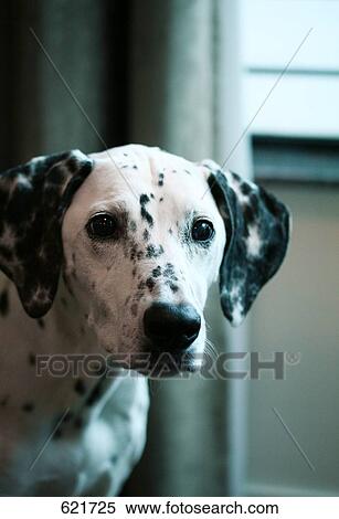 Close-up of dog's face View Large Photo Image Stock Photography - Close-up of dog's face . Fotosearch