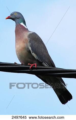 Close-up of dove perching on electric cable View Large Photo Image Stock Photography - Close-up of dove perching on electric cable . Fotosearch