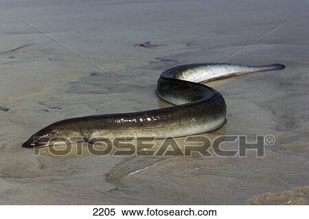 Close-up of Eel fish on beach, Germany, Europe View Large Photo Image Stock Photography - Close-up of Eel fish on beach, Germany, Europe . Fotosearch