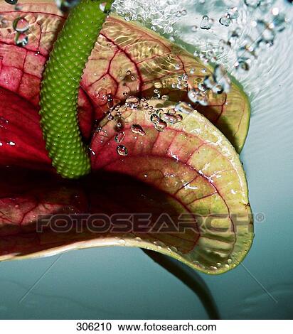 Close-up of Flamingo flower in water View Large Photo Image Stock Image - Close-up of Flamingo flower in water . Fotosearch