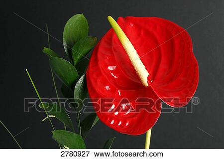 Stock Photo - Close-up of Flamingo flower . Fotosearch