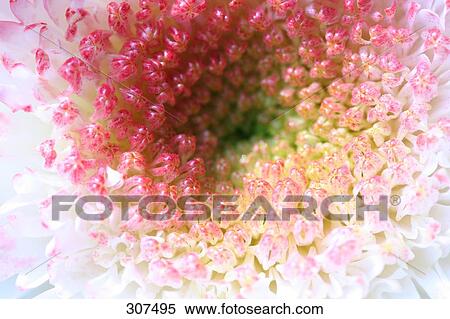 Close-up of flower View Large Photo Image Stock Photography - Close-up of flower . Fotosearch