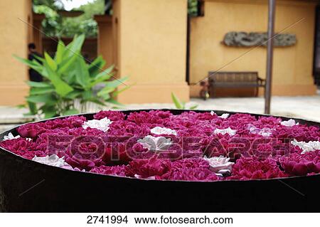 Close-up of flowers in water View Large Photo Image Picture - Close-up of flowers in water . Fotosearch