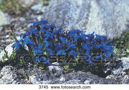Stock Photography - Close-up of flowers of bavarian gentian growing on rocks, Obersulzbachtal, Austria . Fotosearch