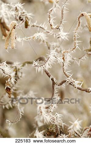 Stock Image - Close-up of frozen branches . Fotosearch