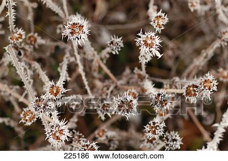Close-up of frozen plant View Large Photo Image Stock Photograph - Close-up of frozen plant . Fotosearch