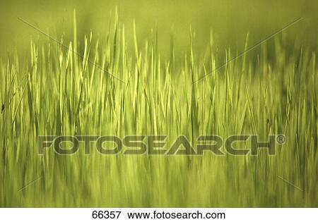 Stock Photo - Close-up of grass . Fotosearch