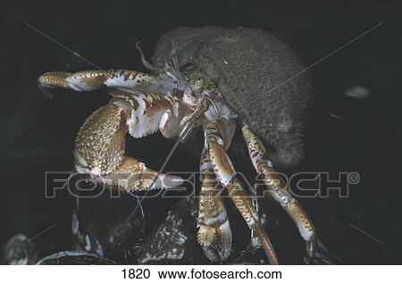 Stock Image - Close-up of Hermit crab, Amrum, Germany, Europe . Fotosearch